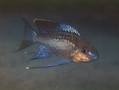 Cyathopharynx sp. 'neon streak' Kasakalawe